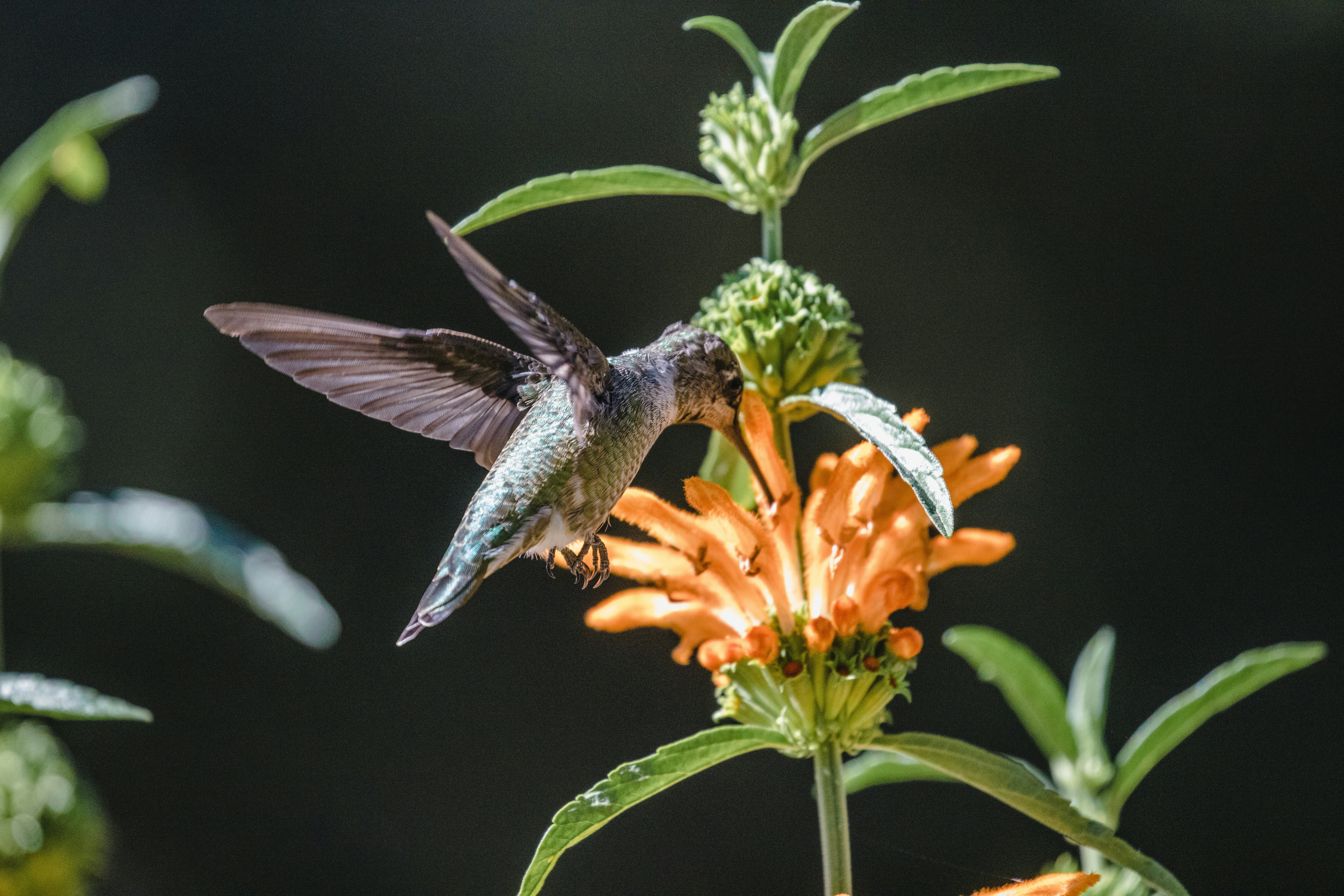 green and gray hummingbird flying over yellow flowers